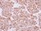 Non-SMC Condensin I Complex Subunit H antibody, NBP1-32573, Novus Biologicals, Immunohistochemistry frozen image 