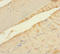 MLX Interacting Protein antibody, LS-C371999, Lifespan Biosciences, Immunohistochemistry paraffin image 