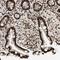 HEXIM P-TEFb Complex Subunit 1 antibody, NBP1-85559, Novus Biologicals, Immunohistochemistry frozen image 
