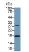 Latexin antibody, LS-C704971, Lifespan Biosciences, Western Blot image 