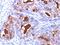 WD Repeat Domain 45 antibody, orb384124, Biorbyt, Immunohistochemistry paraffin image 