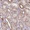 General Transcription Factor IIH Subunit 3 antibody, NBP2-30371, Novus Biologicals, Immunohistochemistry frozen image 