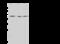 DEAD-Box Helicase 47 antibody, 202486-T38, Sino Biological, Western Blot image 