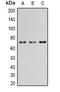 P21 (RAC1) Activated Kinase 4 antibody, MBS820315, MyBioSource, Western Blot image 