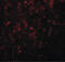 Nuclear Receptor Subfamily 1 Group H Member 3 antibody, LS-B4626, Lifespan Biosciences, Immunofluorescence image 