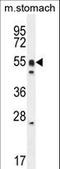 DMRT Like Family A1 antibody, LS-C167454, Lifespan Biosciences, Western Blot image 