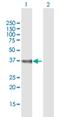 Diphthamide Biosynthesis 5 antibody, H00051611-B01P, Novus Biologicals, Western Blot image 