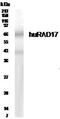 RAD17 Checkpoint Clamp Loader Component antibody, PA1-22935, Invitrogen Antibodies, Western Blot image 