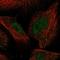 Butyrophilin Like 8 antibody, NBP2-14368, Novus Biologicals, Immunofluorescence image 