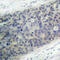 LIM Domain Kinase 2 antibody, LS-C336024, Lifespan Biosciences, Immunohistochemistry frozen image 