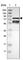 Receptor Interacting Serine/Threonine Kinase 1 antibody, HPA015257, Atlas Antibodies, Western Blot image 