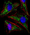 Tu Translation Elongation Factor, Mitochondrial antibody, MBS9200874, MyBioSource, Immunofluorescence image 