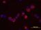 Claudin 12 antibody, MAB4284, R&D Systems, Immunofluorescence image 