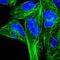 Ribosomal Protein L6 antibody, HPA060903, Atlas Antibodies, Immunocytochemistry image 