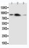 Amyloid Beta Precursor Like Protein 2 antibody, LS-C312807, Lifespan Biosciences, Western Blot image 