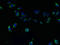 Transmembrane Protein 165 antibody, LS-C376826, Lifespan Biosciences, Immunofluorescence image 