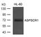 ASPSCR1 Tether For SLC2A4, UBX Domain Containing antibody, A05168, Boster Biological Technology, Western Blot image 