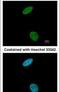 Cyclin Dependent Kinase 6 antibody, PA5-27978, Invitrogen Antibodies, Immunofluorescence image 