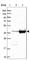 Calponin 3 antibody, HPA051237, Atlas Antibodies, Western Blot image 