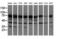 Pseudouridine Synthase 7 antibody, GTX83757, GeneTex, Western Blot image 