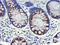 Golgi Membrane Protein 1 antibody, LS-C173649, Lifespan Biosciences, Immunohistochemistry frozen image 