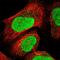 General Transcription Factor IIE Subunit 2 antibody, PA5-55220, Invitrogen Antibodies, Immunofluorescence image 