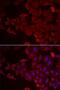 MARCKS Like 1 antibody, PA5-77147, Invitrogen Antibodies, Immunofluorescence image 