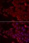 MARCKS-related protein antibody, PA5-77147, Invitrogen Antibodies, Immunofluorescence image 