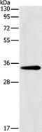 Glycine N-Methyltransferase antibody, PA5-50333, Invitrogen Antibodies, Western Blot image 