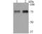 Lysyl Oxidase Like 2 antibody, NBP2-76946, Novus Biologicals, Western Blot image 