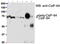 Synoviolin 1 antibody, 43-402, ProSci, Western Blot image 