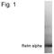 Retnla antibody, PA1-4257, Invitrogen Antibodies, Western Blot image 