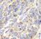 Aminoacylase 1 antibody, FNab00362, FineTest, Immunohistochemistry paraffin image 