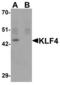 Kruppel Like Factor 4 antibody, LS-C144495, Lifespan Biosciences, Western Blot image 