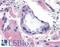 Bombesin Receptor Subtype 3 antibody, LS-A5055, Lifespan Biosciences, Immunohistochemistry paraffin image 