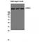 Laminin Subunit Alpha 5 antibody, LS-B15649, Lifespan Biosciences, Western Blot image 