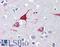 Fam antibody, LS-B3846, Lifespan Biosciences, Immunohistochemistry paraffin image 