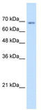 Transmembrane 9 Superfamily Member 1 antibody, TA335690, Origene, Western Blot image 