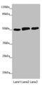 Cereblon antibody, LS-C682099, Lifespan Biosciences, Western Blot image 