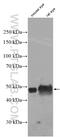 Beaded Filament Structural Protein 2 antibody, 25438-1-AP, Proteintech Group, Western Blot image 