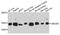 Ubiquitin Conjugating Enzyme E2 D4 (Putative) antibody, STJ110630, St John