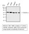 Tubulin alpha-1A chain antibody, STJ96142, St John