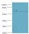 Cell Division Cycle 16 antibody, MBS1493225, MyBioSource, Western Blot image 