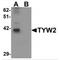 TRNA Methyltransferase 12 Homolog antibody, MBS150690, MyBioSource, Western Blot image 