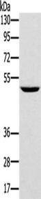 Tripartite Motif Containing 31 antibody, CSB-PA587272, Cusabio, Western Blot image 