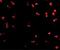 CD49D antibody, GTX31781, GeneTex, Immunofluorescence image 