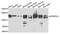 Methylenetetrahydrofolate Dehydrogenase (NADP+ Dependent) 1 Like antibody, A06289, Boster Biological Technology, Western Blot image 