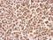 RAGE antibody, NBP2-42913, Novus Biologicals, Immunohistochemistry frozen image 