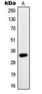 Paired box protein Pax-9 antibody, LS-C352624, Lifespan Biosciences, Western Blot image 