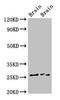 Family With Sequence Similarity 3 Member B antibody, CSB-PA008227LA01HU, Cusabio, Western Blot image 